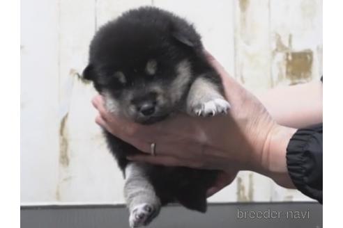 成約済の埼玉県の柴犬-209896